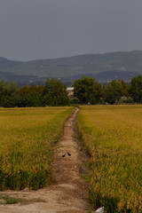 tierras de cultivo del arroz