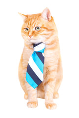 Red cat in a tie, studio shot.