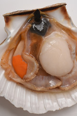 scallop shell in closeup on white background