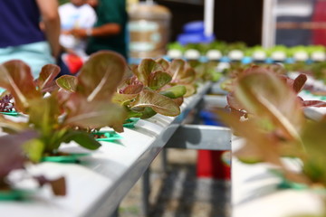 hydroponic vegetables farm,green vegetable on hydroponics tray set