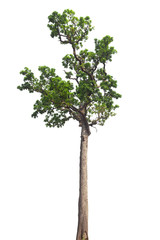 Obraz premium Isolated tree and white background.