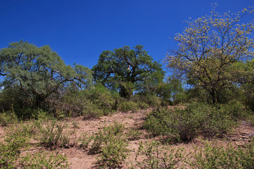 Obraz premium Baobab, Tanzania