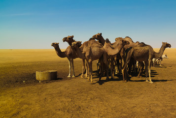 Portrait of drinking camels at the desert well in Ouled-Rachid, Batha, Chad