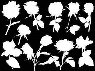 ten white roses silhouettes isolated on black