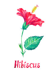Hibiscus flower, side view with leaves , isolated on white hand painted watercolor illustration with handwritten inscription