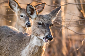 White Tailed Deer, Odocoileus virginianus, foraging in beautiful light at dusk, makes funny face