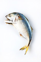Mackerel fish to steam, Mackerel fish steamed  on white background