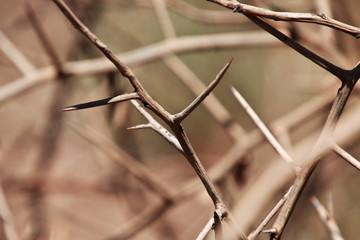 Bushmen village, Tanzania