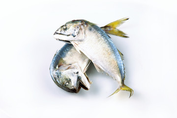 Mackerel fish to steam, Mackerel fish steamed  on white background