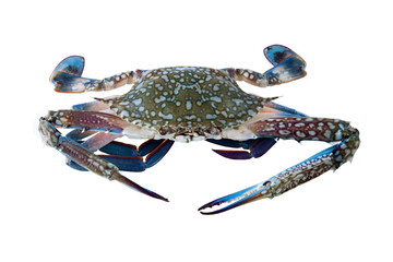 Fresh crab, blue crab on white background, Flower crab © NORN