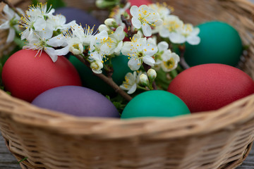 Osternest mit bunt gefärbten Eiern und blühenden Ringlottenzweigen, colourful Easter eggs with white blossoms