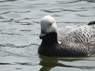Gänse und Enten