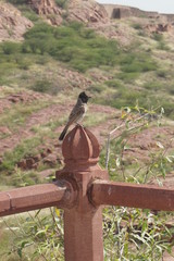 Jodhpur - Jaswant Thada