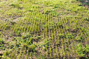 Recently sown young fresh green blades of grass in long rows