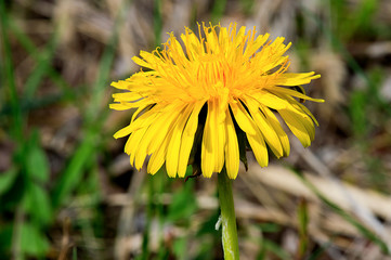 Fiore giallo di tarassaco
