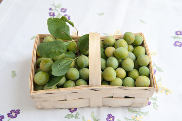 Freshly picked mirabelle plums, Plums fruits in basket, Healthy fruit, all natural bio dynamic and ecological ripe mirabelles