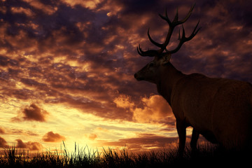 deer on sunset