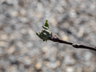 Apfel Santana Austrieb