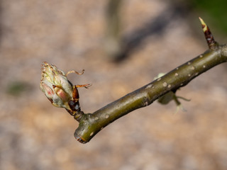 Birne Novembra Austrieb