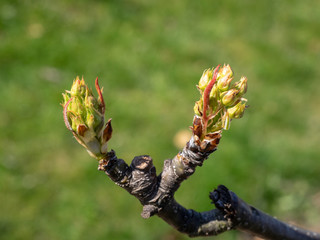 Nashi Hosui Austrieb