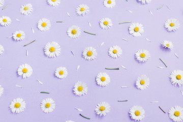 Flowers composition. Pattern made of chamomiles, petals, leaves on pastel purple background. Spring, summer concept. Flat lay, top view, copy space