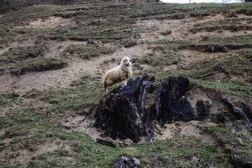 Spring landscape in the beautifull Carpathian village