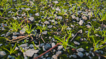 grass and pebbles