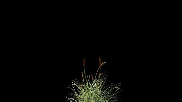 Catail grass in wind seamless loop, Alpha Channel