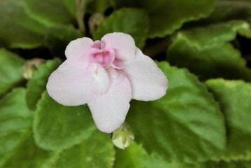 Close-up of blooming violets on a background of green leaves.