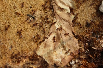 Rote Ameisen im Wald