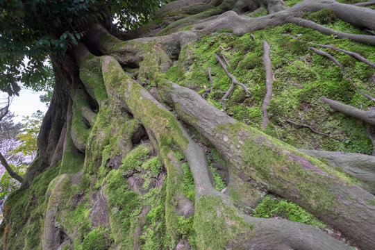 大樹の根と苔