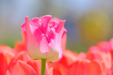 Pink tulip