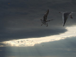 sky, flying, bird, clouds, sunset, birds, fly, blue, cloud, airplane, plane, flight, nature, geese, air, seagull, sunrise, aircraft, formation, gull, sun, silhouette, white, sea