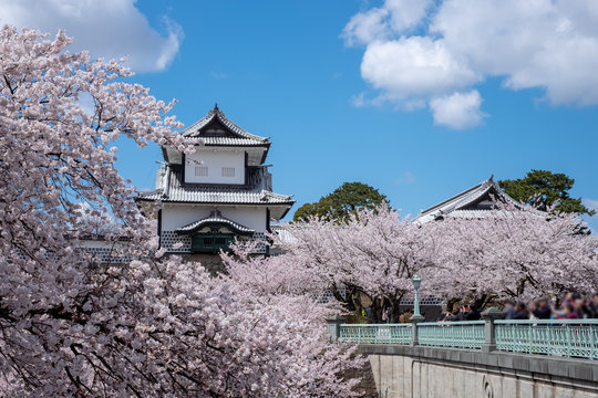金沢城 石川門と満開の桜