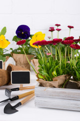 Spring Garden Works Concept. Gardening tools, flowers in pots and watering can on white table.