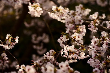 Cherry blossom macro close up 