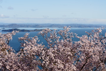 Fototapeta na wymiar Cherry blossom with blue sky and sea