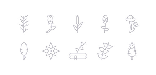simple gray 10 vector icons set such as pine, pinnate, plant growing on book, poinsettia, poplar, poppy, protea. editable vector icon pack