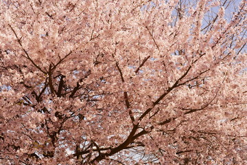 Cherry blossom with blue sky