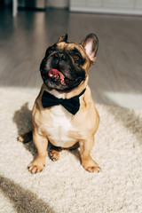 Obraz premium sunlight on adorable french bulldog in black bow tie sitting at home