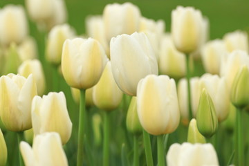 White tulips in garden