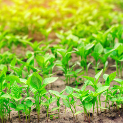 green pepper seedlings in the greenhouse, ready for transplant in the field, farming, agriculture, vegetables, eco-friendly agricultural products, agroindustry, closeup