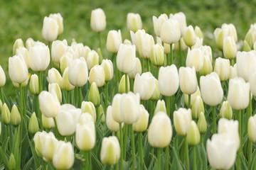 White tulips in garden