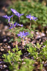 Anemone Blue Shades (Anemone blanda) Balkan-Windröschen