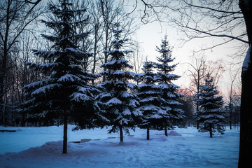 Winter landscape - dawn in the city Park