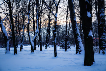 Winter landscape - dawn in the city Park