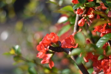 Japanische Zierquitte (Chaenomeles japonica)