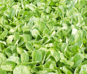 Fototapeta na wymiar Fresh sprouts of young cabbage prepared for the landing in the field. agriculture, vegetables, eco-friendly agricultural products, agroindustry