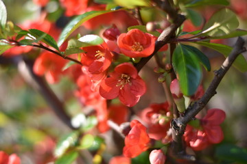 Japanische Zierquitte (Chaenomeles japonica)