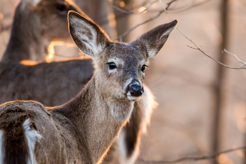 White Tailed Deer, Odocoileus virginianus, foraging in beautiful light at dusk